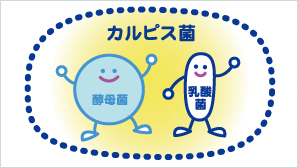 発酵乳と乳酸菌